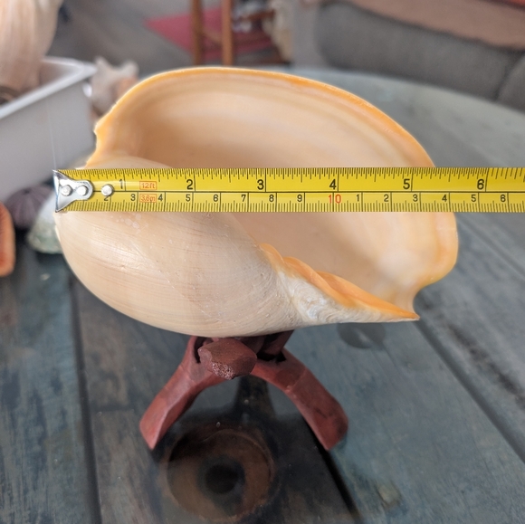 Decorative Seashell on Stand:  Crowned Melon Baler - Picture 3 of 5